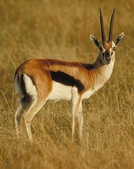 Thomsons Gazelle (2)